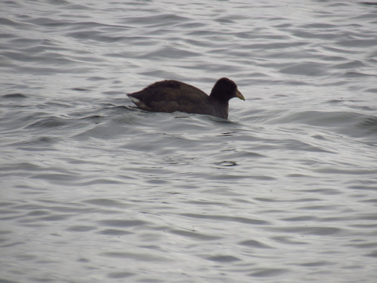 Red-gartered Coot - Laura Varano