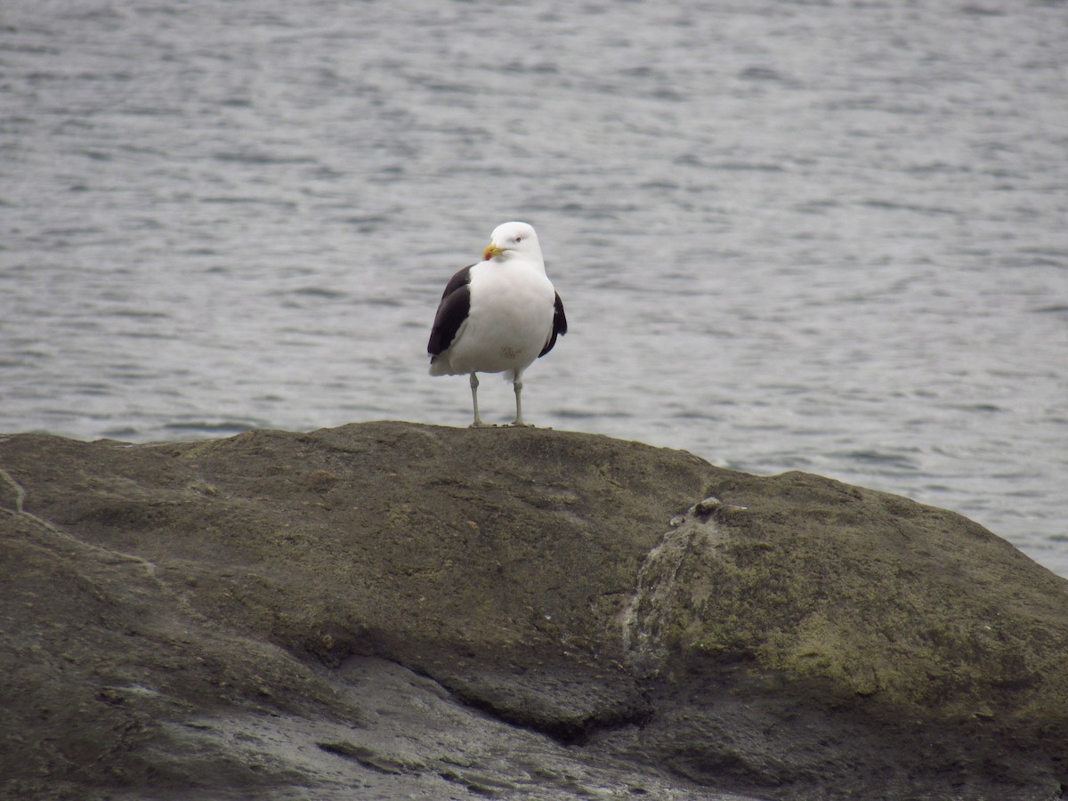 Kelp Gull - ML618838737