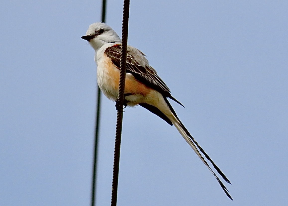Scissor-tailed Flycatcher - ML618838746