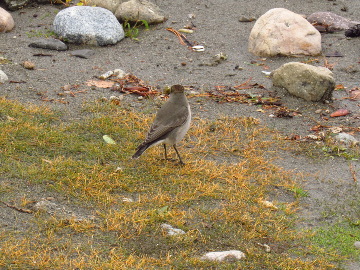 Dark-faced Ground-Tyrant - Laura Varano