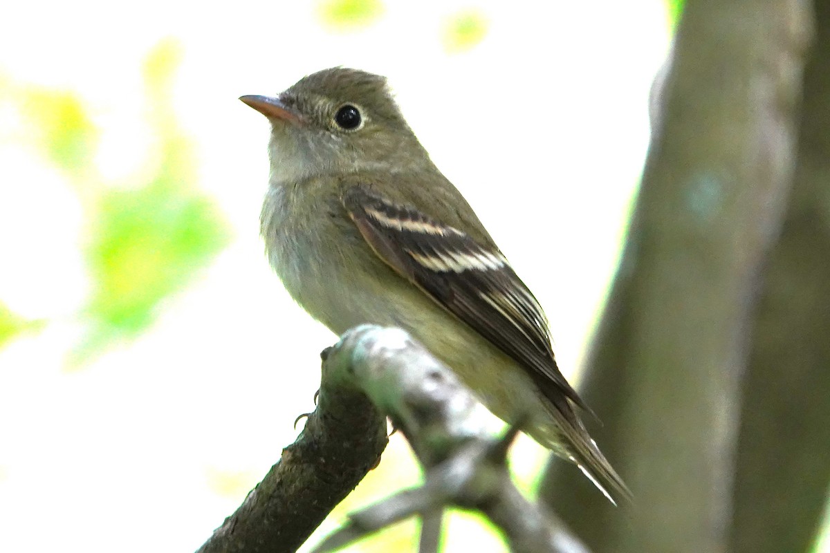 Acadian Flycatcher - Steve Rogow