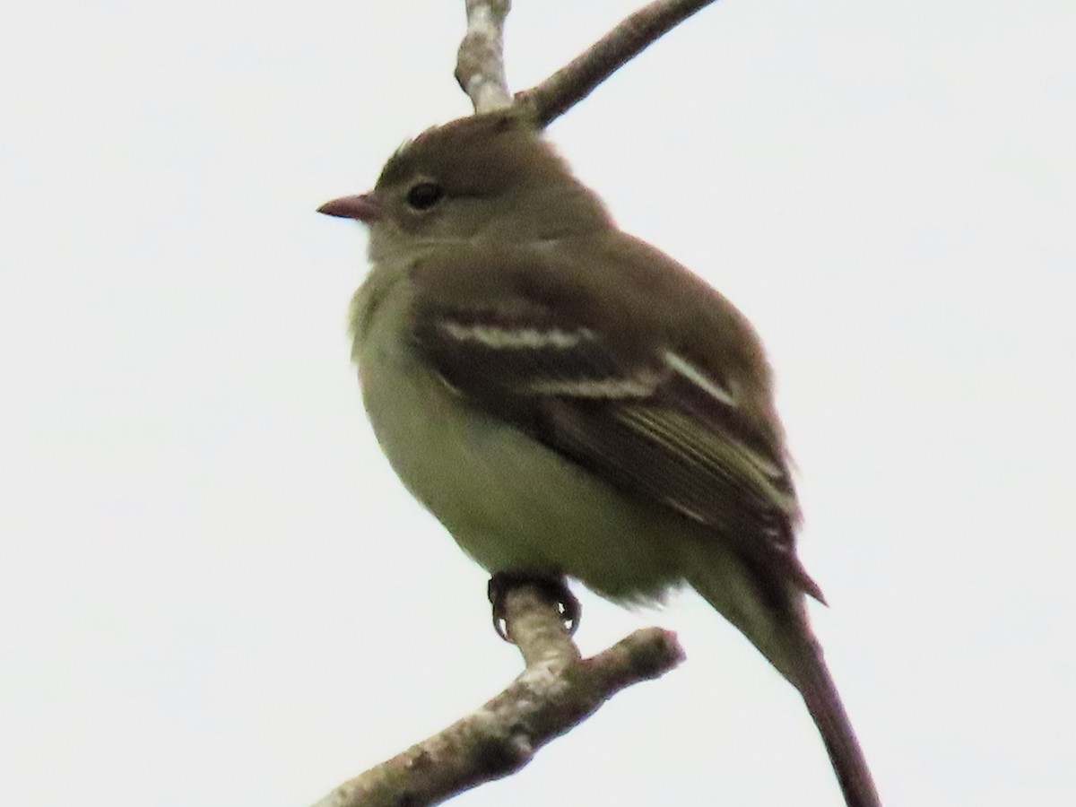 Yellow-bellied Elaenia - Caroline Schmidt