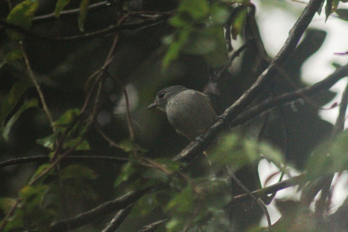 Variable Antshrike - Guillermo Andreo