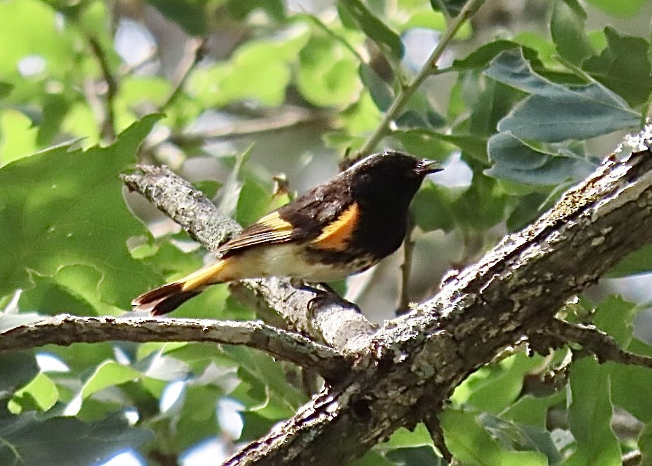 American Redstart - ML618838791