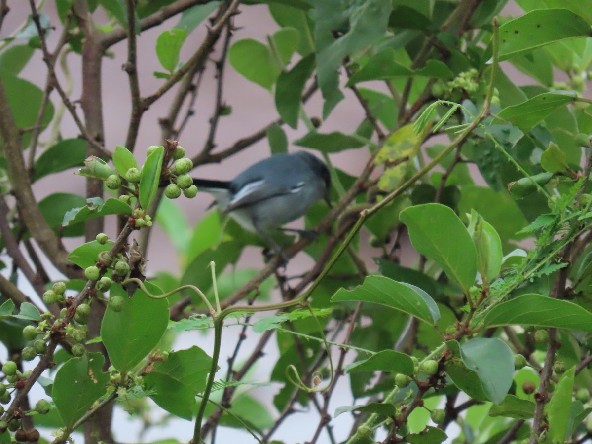 Masked Gnatcatcher - Caroline Schmidt