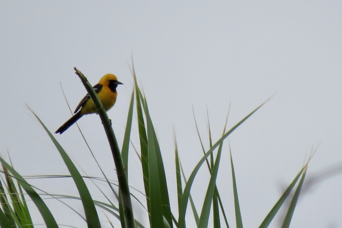 Hooded Oriole - Nancy Clogston