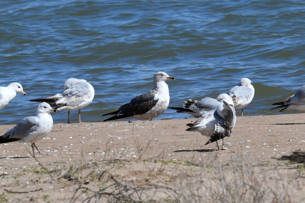 Lesser Black-backed Gull - ML618838806