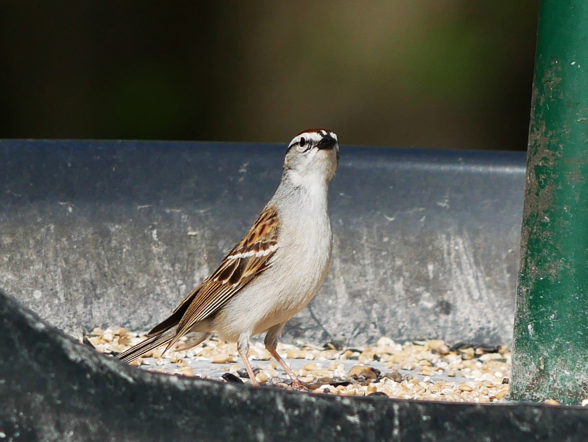 Chipping Sparrow - Gérard  Viens