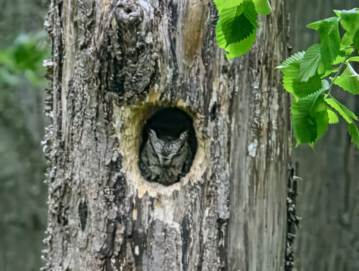 Eastern Screech-Owl - Bert Filemyr