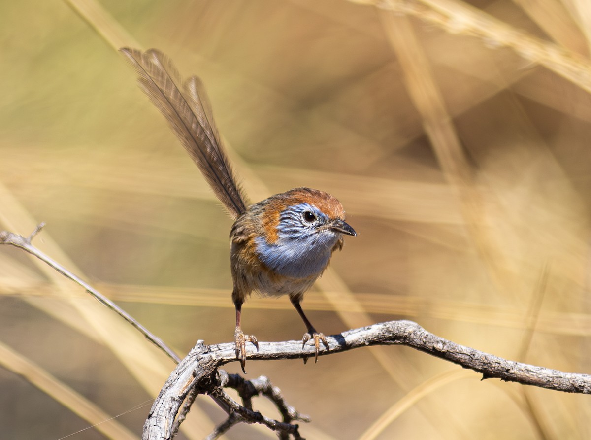 Mallee Emuwren - Pedro Nicolau