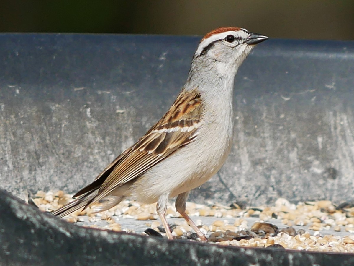 Chipping Sparrow - Gérard  Viens