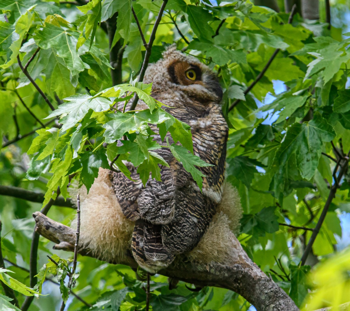 Great Horned Owl - Bert Filemyr