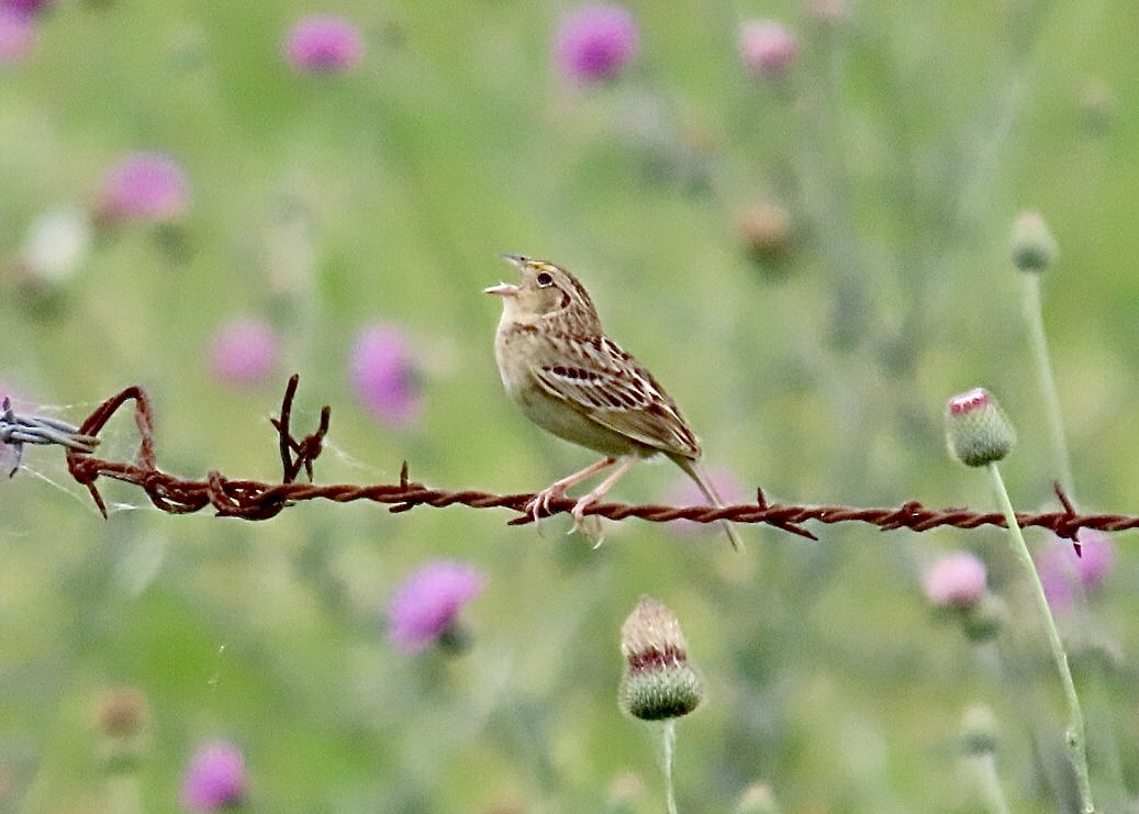 Grasshopper Sparrow - ML618838880