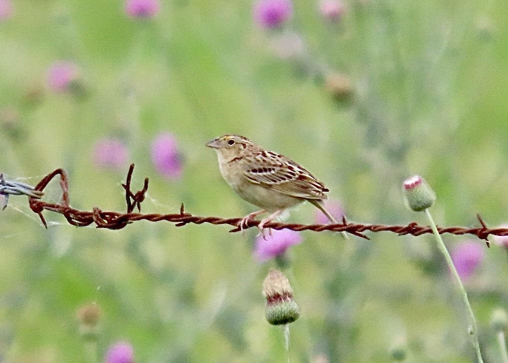 Grasshopper Sparrow - ML618838881
