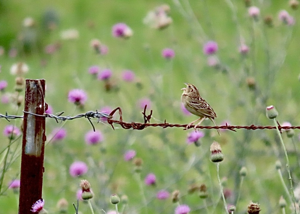 Grasshopper Sparrow - ML618838882