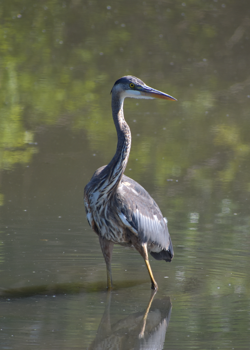 Great Blue Heron - Tser Supalla