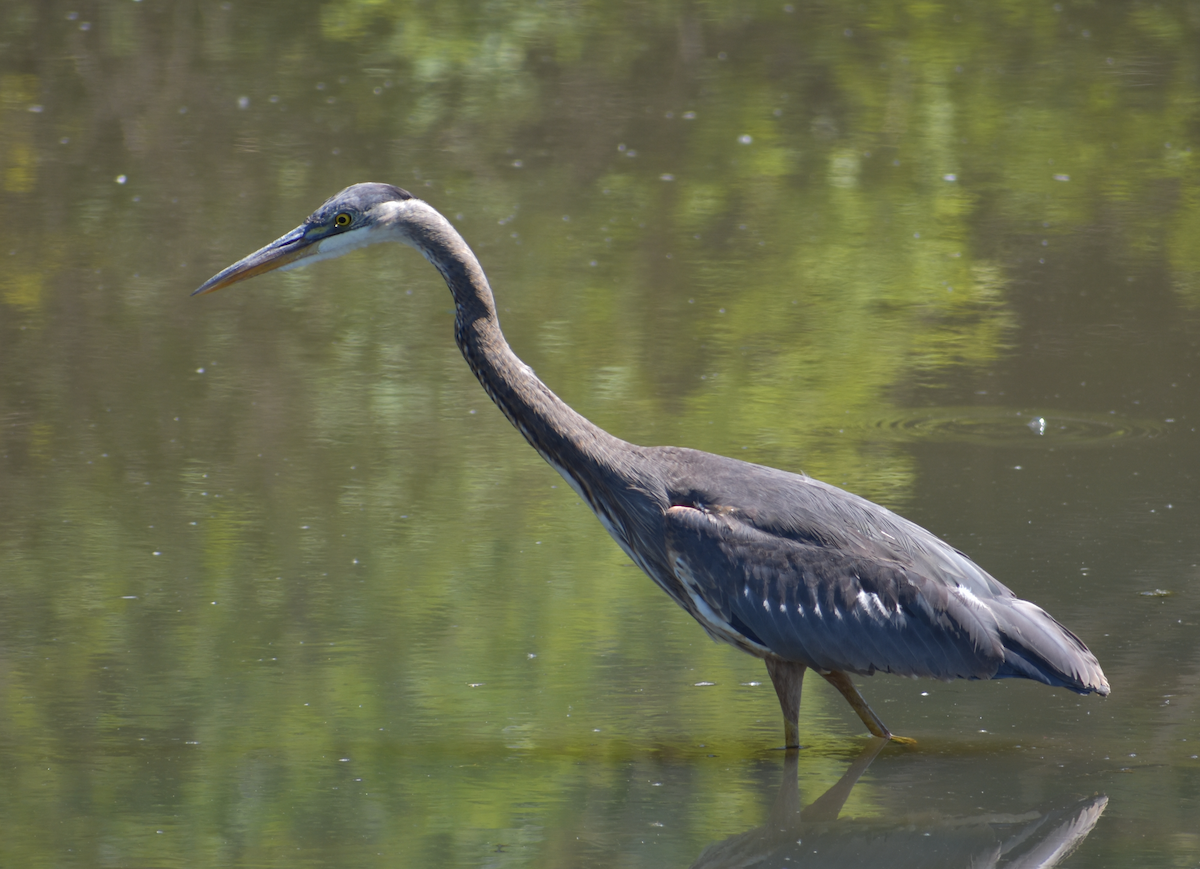 Great Blue Heron - Tser Supalla