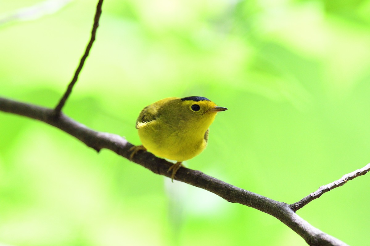 Wilson's Warbler - ML618838890