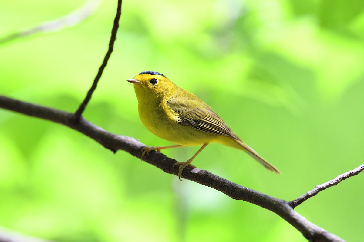 Wilson's Warbler - ML618838892