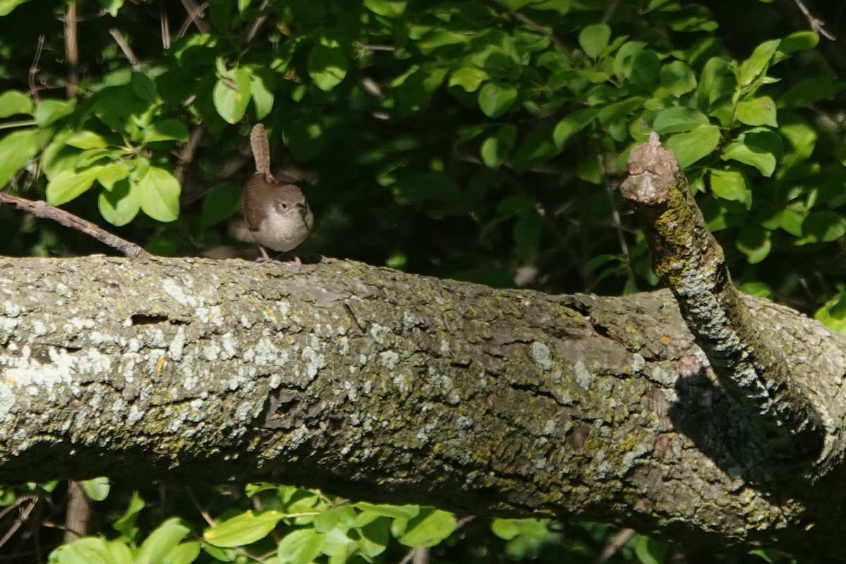 House Wren - Bob Honig