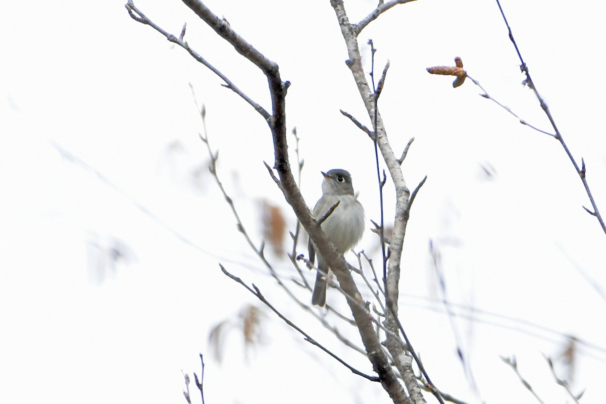 Least Flycatcher - Norma Van Alstine