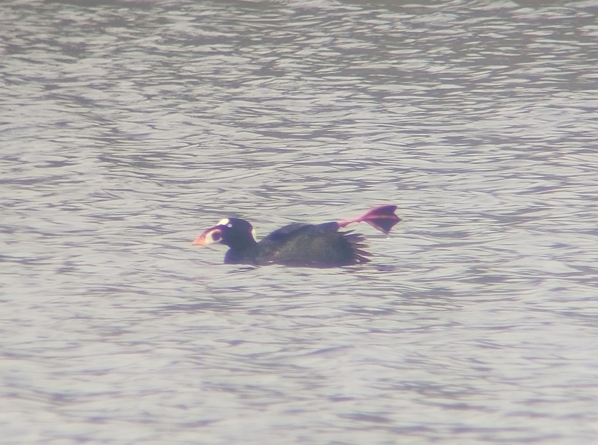 Surf Scoter - Jessica Melsted