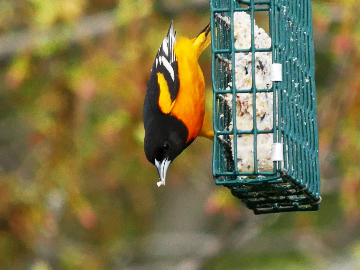 Baltimore Oriole - Gérard  Viens