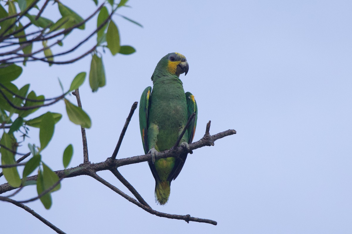 Orange-winged Parrot - ML618838916