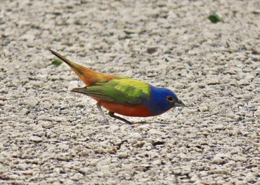 Painted Bunting - ML618838917