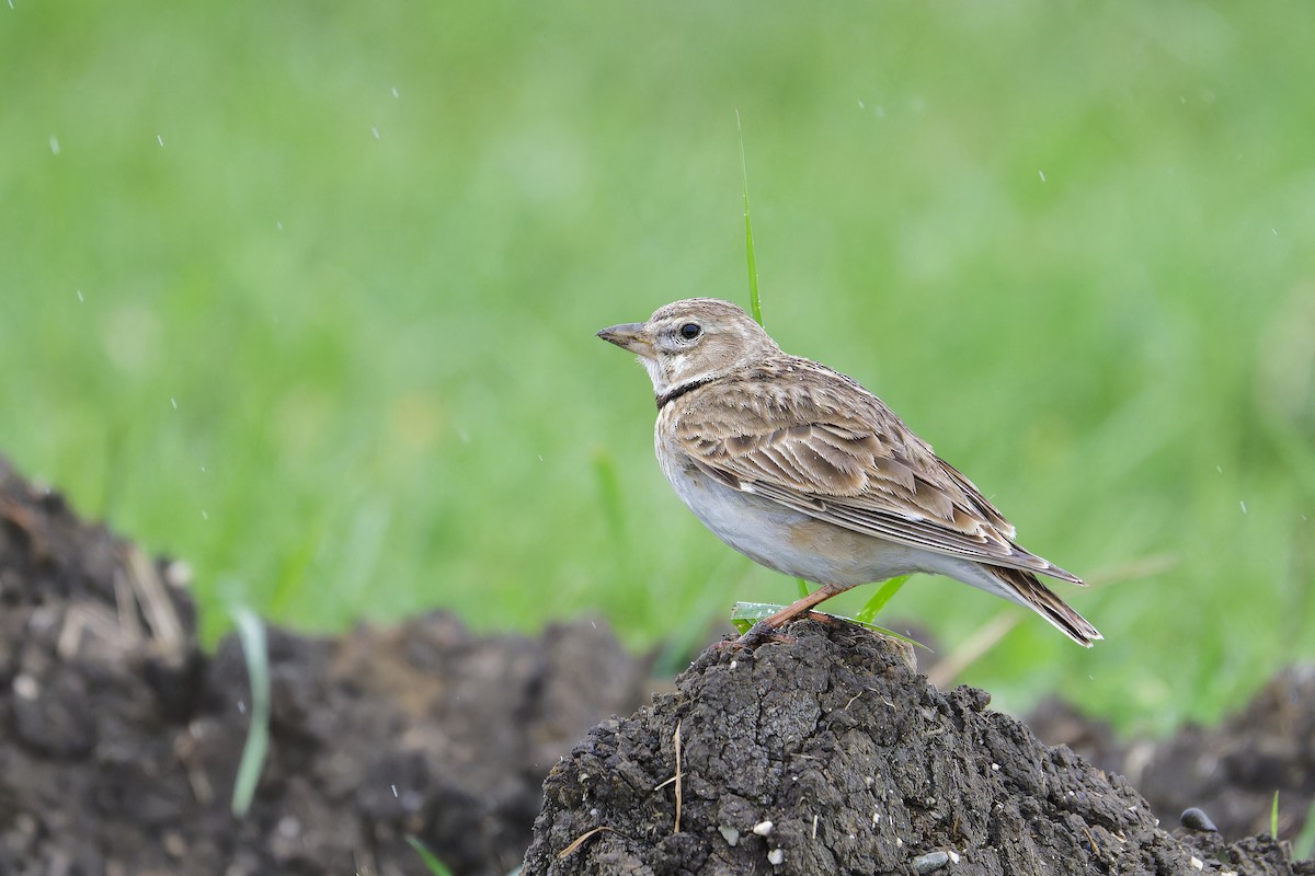 Calandra Lark - Paul Maury