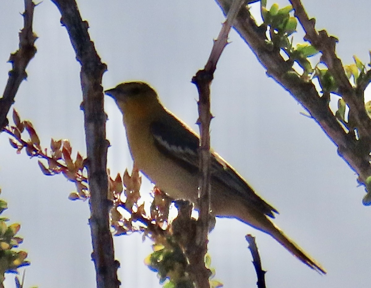 Bullock's Oriole - Don Witter