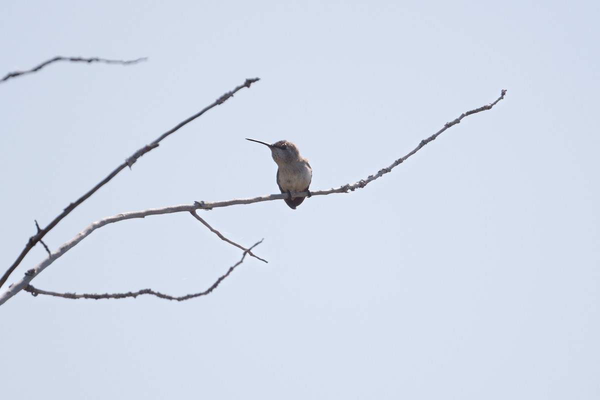 Costa's Hummingbird - ML618838937