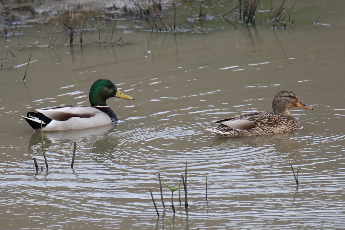 Mallard - Linda Dalton