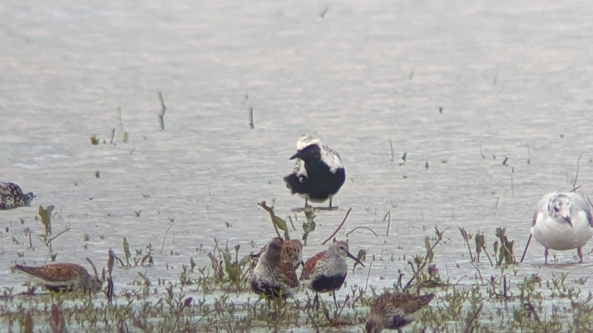 Black-bellied Plover - Daniel J. Riley