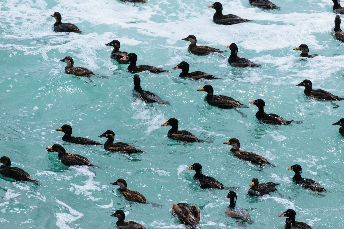 Surf Scoter - Andrew W.