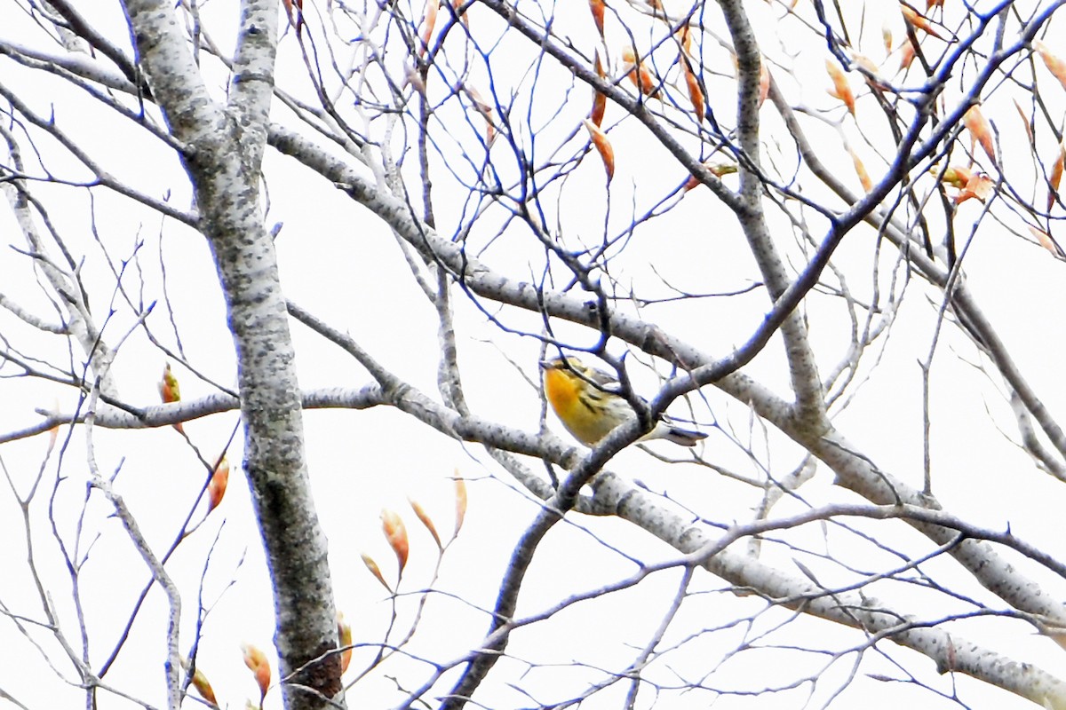 Blackburnian Warbler - Norma Van Alstine