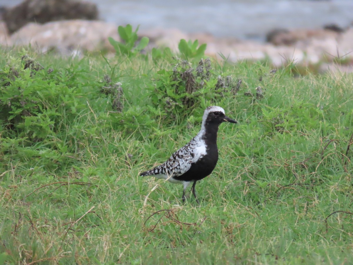 Black-bellied Plover - Nick A. Komar Jr.