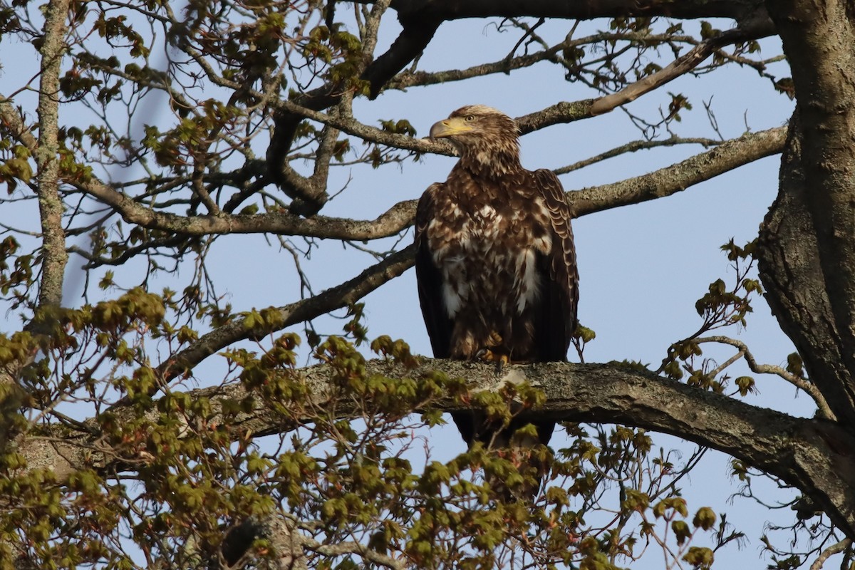 Bald Eagle - Margaret Viens