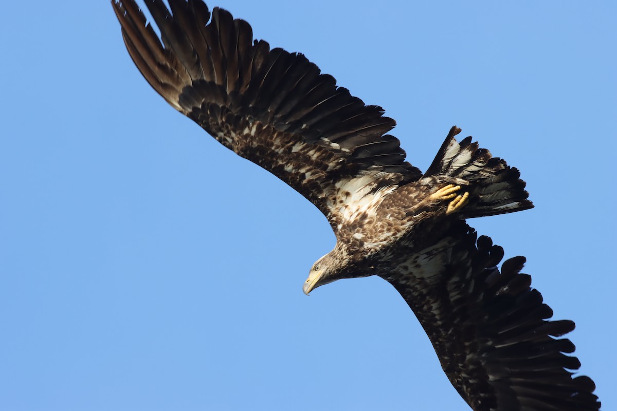 Bald Eagle - Margaret Viens