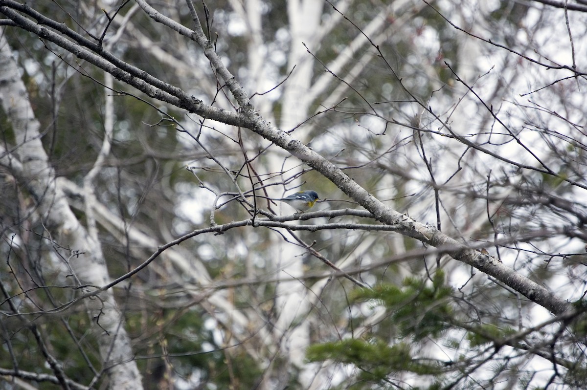 Northern Parula - Charlotte Johnston