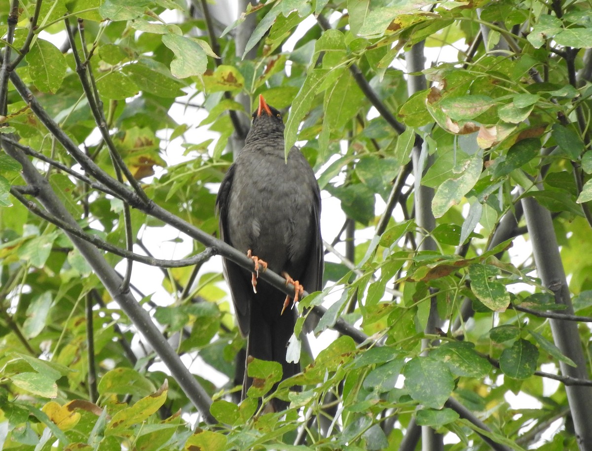 Great Thrush - Julio P