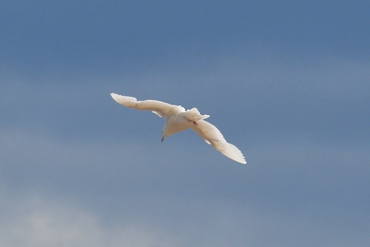 Glaucous Gull - Joel Trick