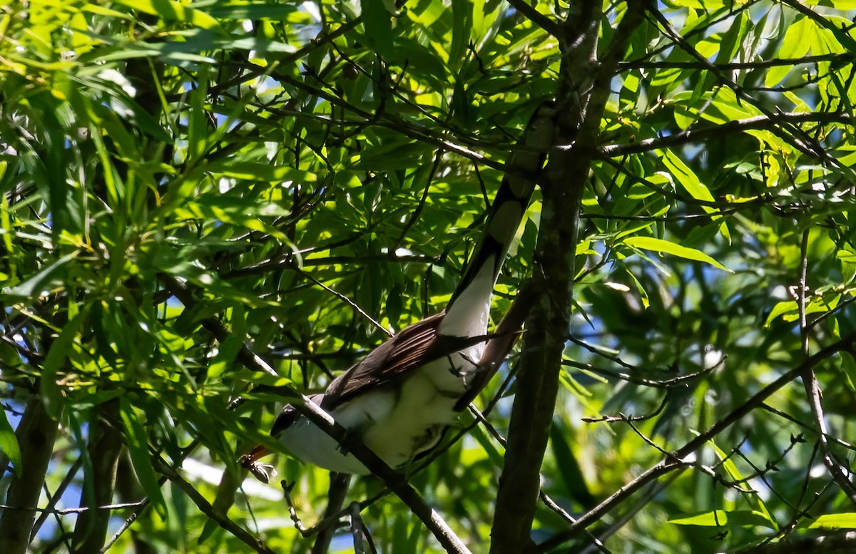 Yellow-billed Cuckoo - Steve Coggin