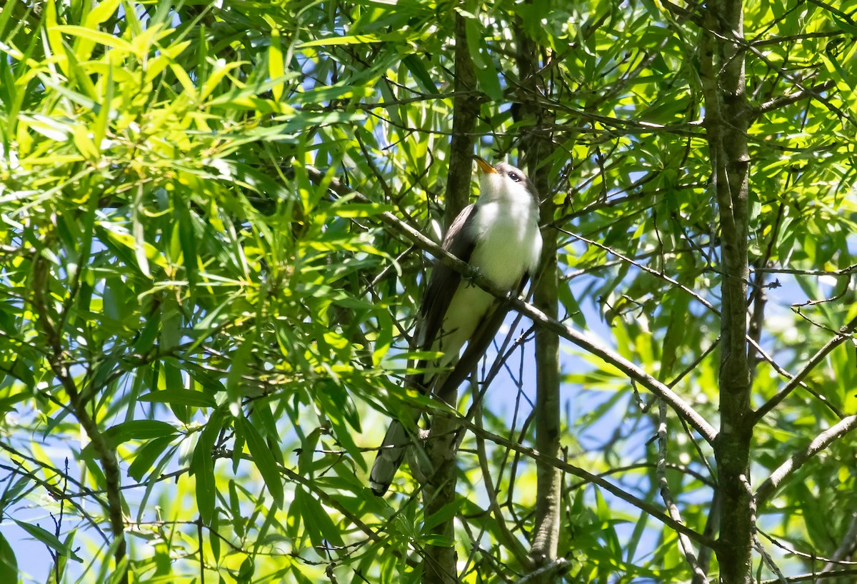 Yellow-billed Cuckoo - Steve Coggin