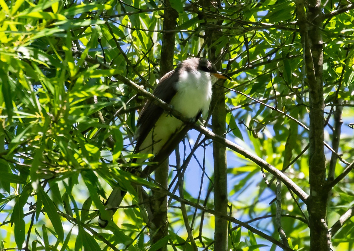 Yellow-billed Cuckoo - Steve Coggin