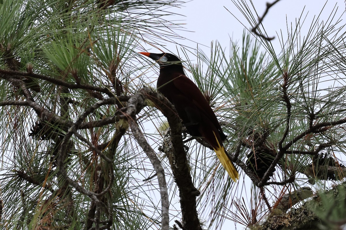 Montezuma Oropendola - Andy Bridges