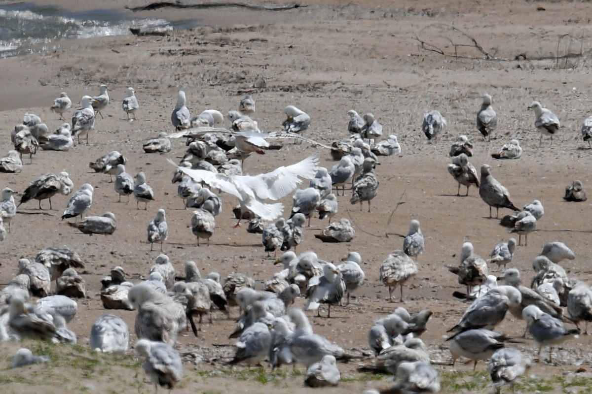 Glaucous Gull - Joel Trick