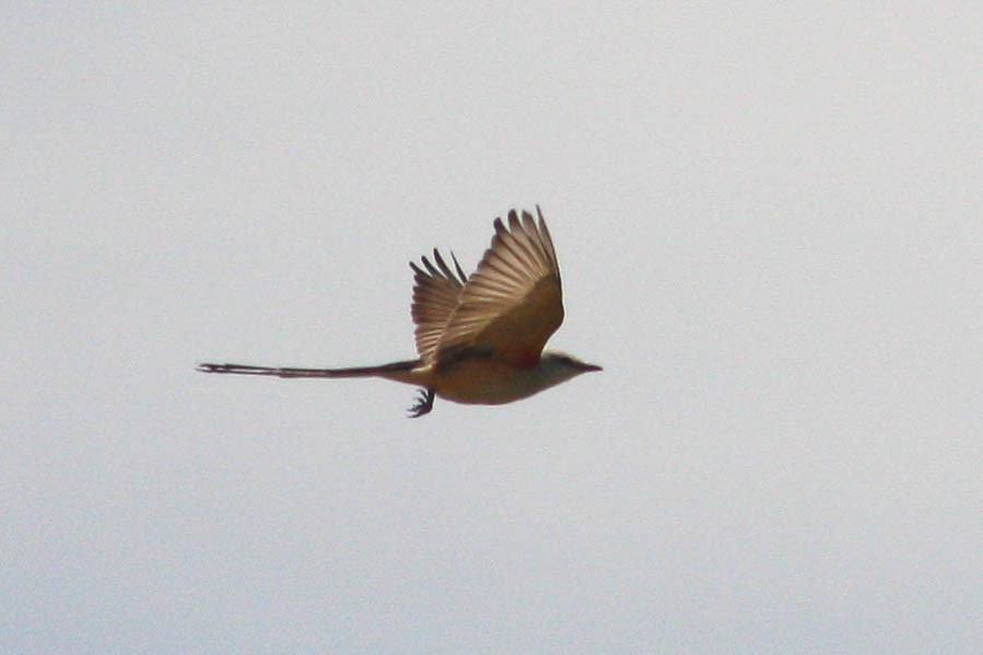 Scissor-tailed Flycatcher - Katrina Klempa