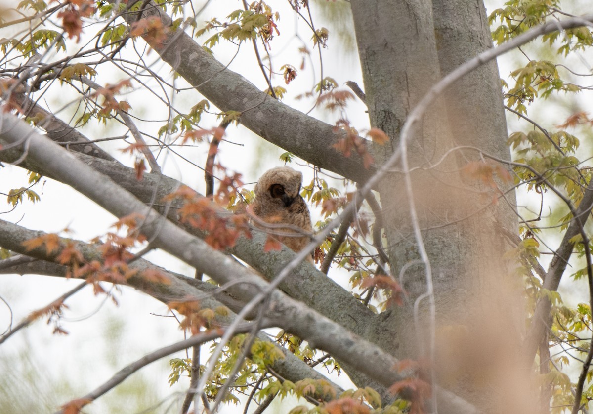 Great Horned Owl - Marilyn White