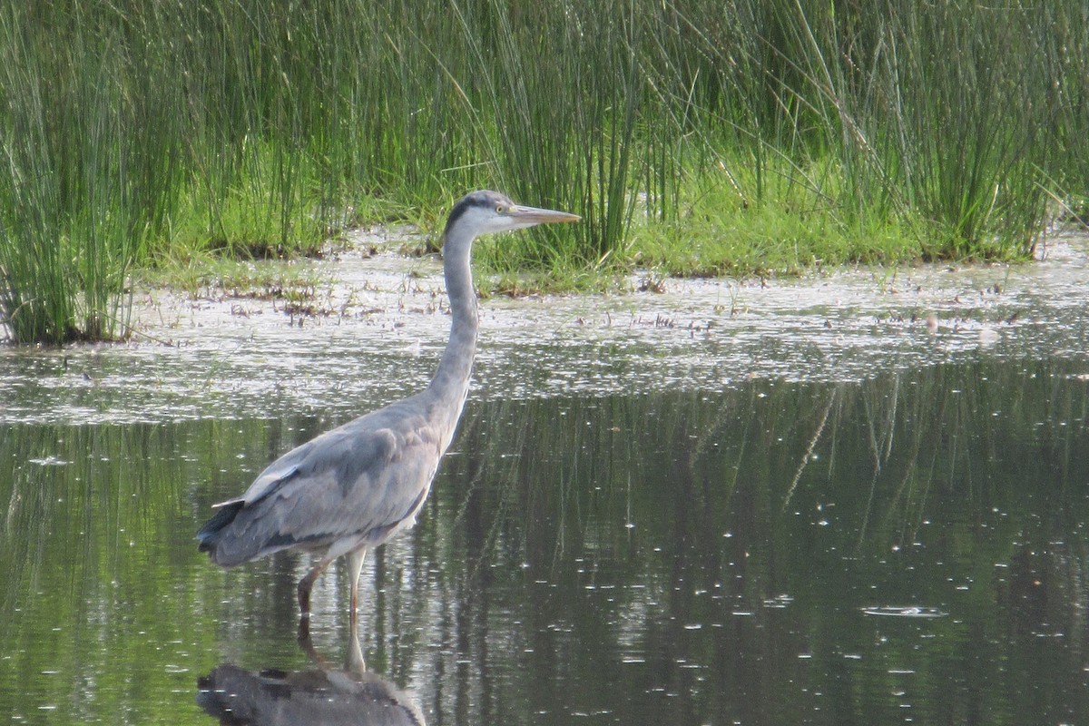 Gray Heron - Alex Press